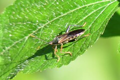Notobitus