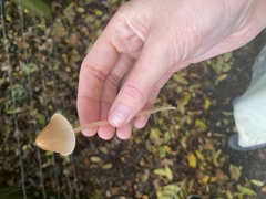 Parasola conopilea