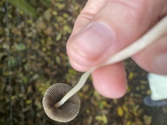 Parasola conopilea