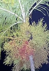 Pteropus conspicillatus