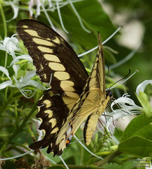 Heraclides ornythion