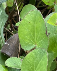 Centella