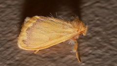 Euproctis fimbriata