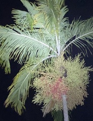 Pteropus conspicillatus