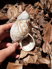 Megalobulimus