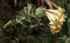 Gnidia oppositifolia