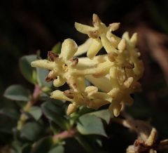 Gnidia oppositifolia