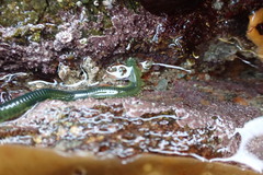 Eulalia clavigera