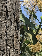 Sceloporus grammicus