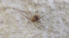 Paroligolophus agrestis