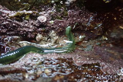 Eulalia clavigera