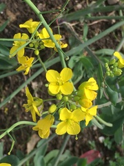 Brassica napus