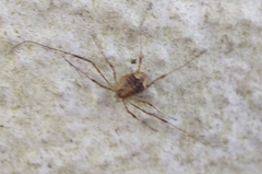 Paroligolophus agrestis