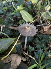 Coprinopsis picacea