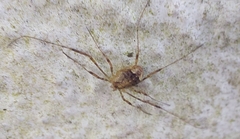 Paroligolophus agrestis