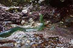 Eulalia clavigera
