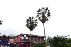 Washingtonia robusta