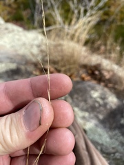 Aristida dichotoma