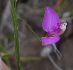 Polygala refracta