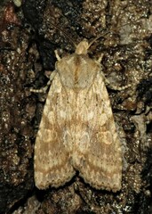 Lithophane bethunei