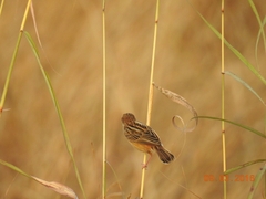 Cisticola juncidis