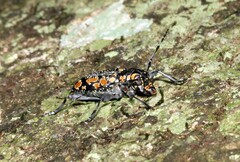 Aegomorphus laetificus