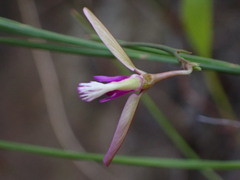 Polygala refracta