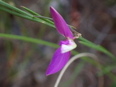 Polygala refracta