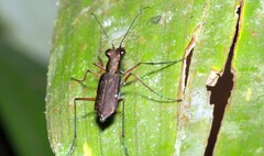 Odontocheila