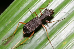 Odontocheila