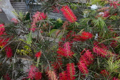 Melaleuca viminalis