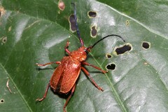 Hileolaspis aurata
