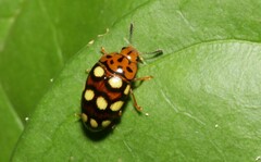 Mycotretus duodecemguttatus