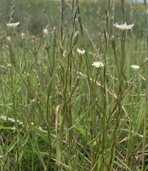 Hypochaeris albiflora