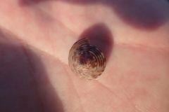 Calliostoma zizyphinum