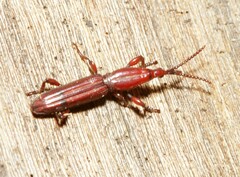 Brentidae