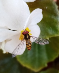 Episyrphus balteatus