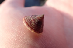 Calliostoma zizyphinum