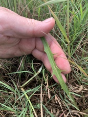 Hypochaeris albiflora
