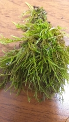 Amblystegium serpens