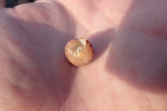 Calliostoma zizyphinum