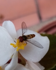 Episyrphus balteatus