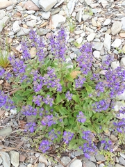 Ajuga australis