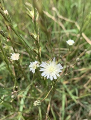 Hypochaeris albiflora