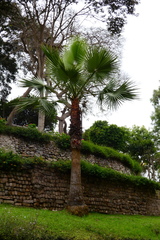 Washingtonia robusta