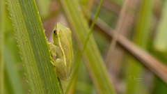 Hyperolius microps