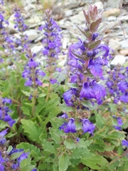 Ajuga australis