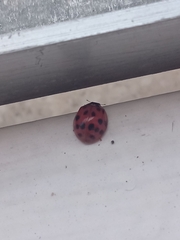 Harmonia axyridis