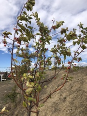 Prunus armeniaca