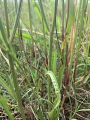 Hypochaeris albiflora